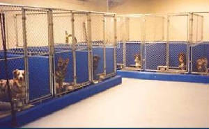 Dogs at a kennel
