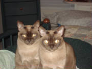 Carmel & Taffy Bermese cats