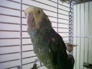Dinsdale the Parrot