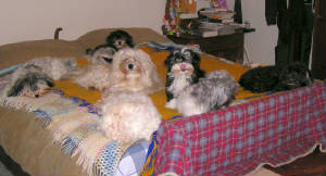 Happy dogs at home on bed