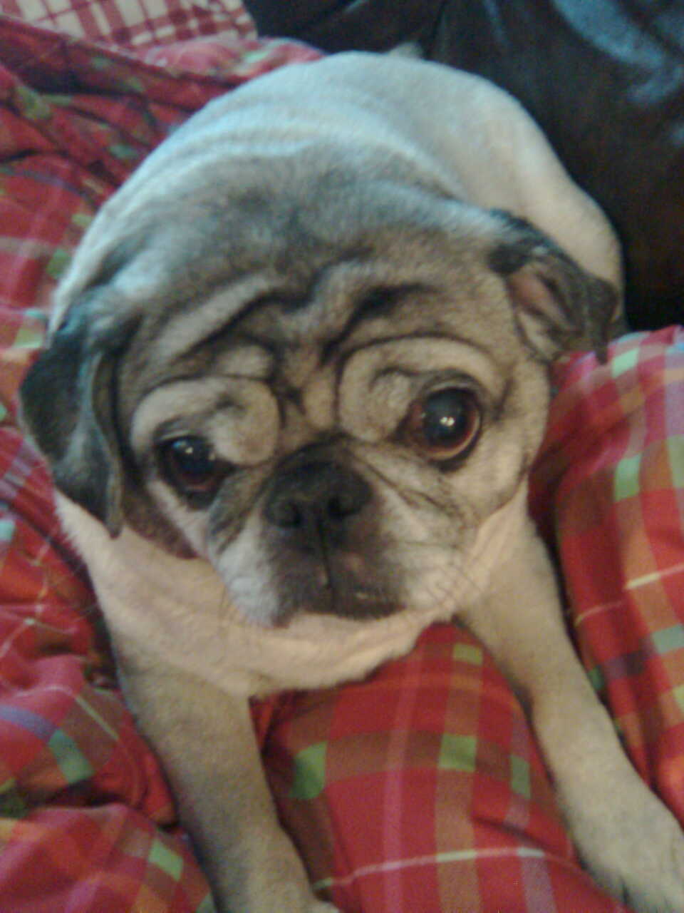 Letty the Pug
