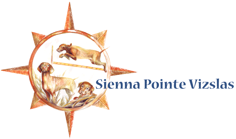 Sienna Pointe Vizslas